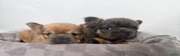 French Bulldog dogs for sale: Fluffy French Bulldog Puppies  - Advert 3