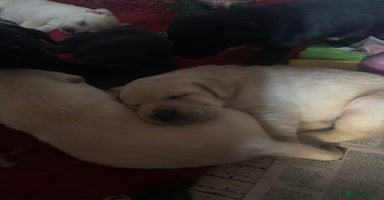 Labrador Retriever dogs - Advert 9