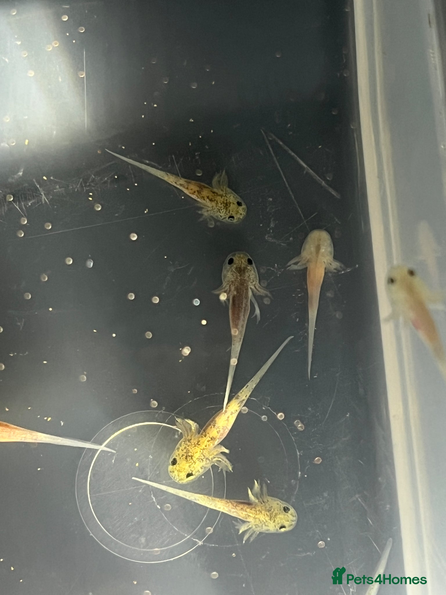 Axolotl reptiles Baby Axolotls For Sale - Advert 6