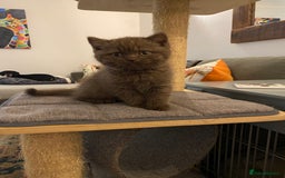 British Shorthair cats for sale: **SOLD ** British Shorthair Chocolate Male  - Image 5