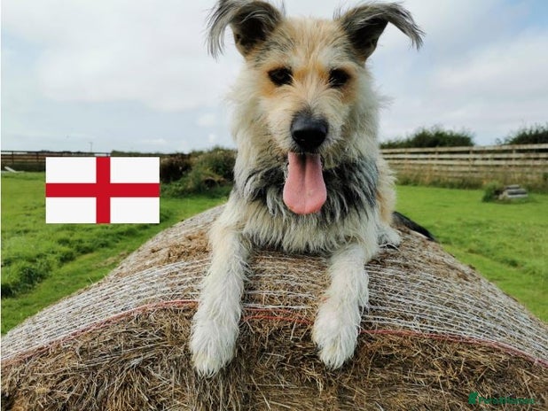 Mixed Breed dogs Fluffy - 7 year old female crossbreed in Sheffield - Advert 15