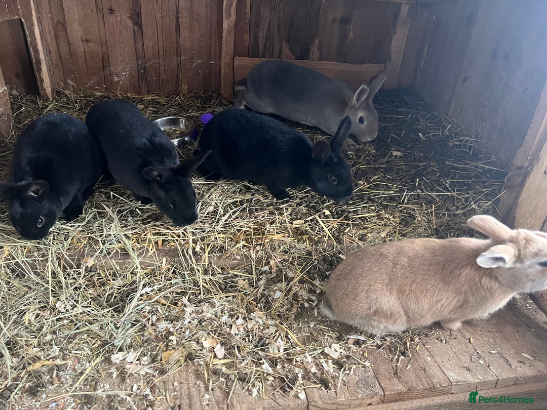 Mixed Breed rabbits for sale: Mini Rex / mini Rex cross - Advert 3