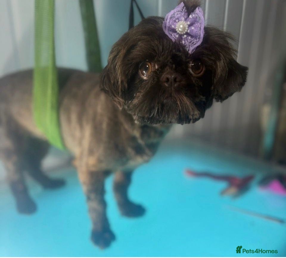 Shih Tzu dogs Waiting list for April Babies Leaving June💜 - Advert 1