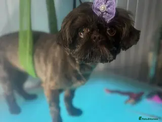 Shih Tzu dogs Waiting list for April Babies Leaving June💜 - Advert 3