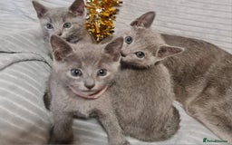 Russian Blue cats for sale: Stunning Russian Blue kittens-pure Pedigree - Image 5