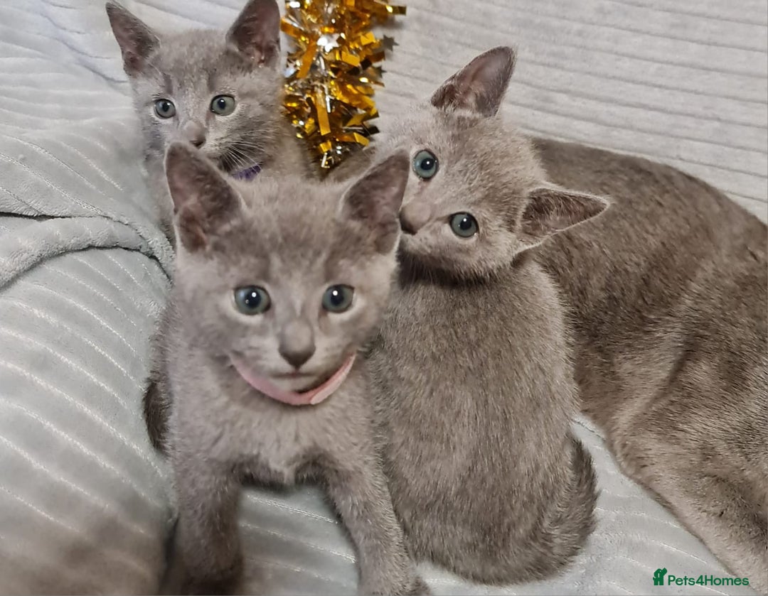 Russian Blue cats for sale: Stunning Russian Blue kittens-pure Pedigree - Image 5