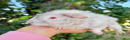 Guinea Pig rodents for sale: Baby boy piggy’s for sale  - Advert 4