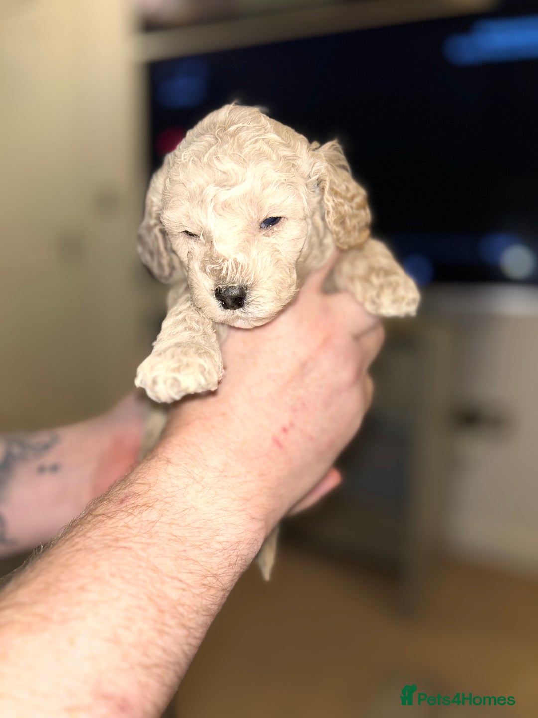 Cavapoochon dogs for sale: 🌟 Ready to leave 23rd Dec F1b cavapoochon puppies - Advert 10