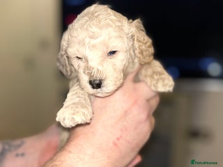 Cavapoochon dogs 🌟 Stunning F1B Cavapoochon puppies available now - Advert 2