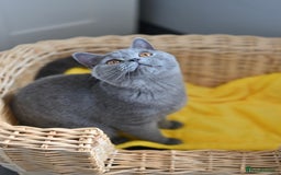 British Shorthair cats for sale: GCCF reg kittens looking for loving homes  - Image 16