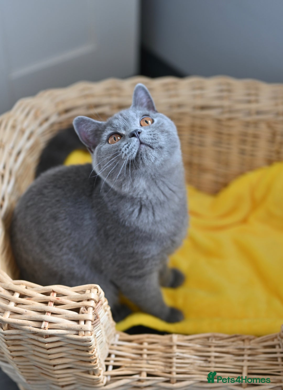 British Shorthair cats for sale: GCCF reg kittens looking for loving homes  - Image 16
