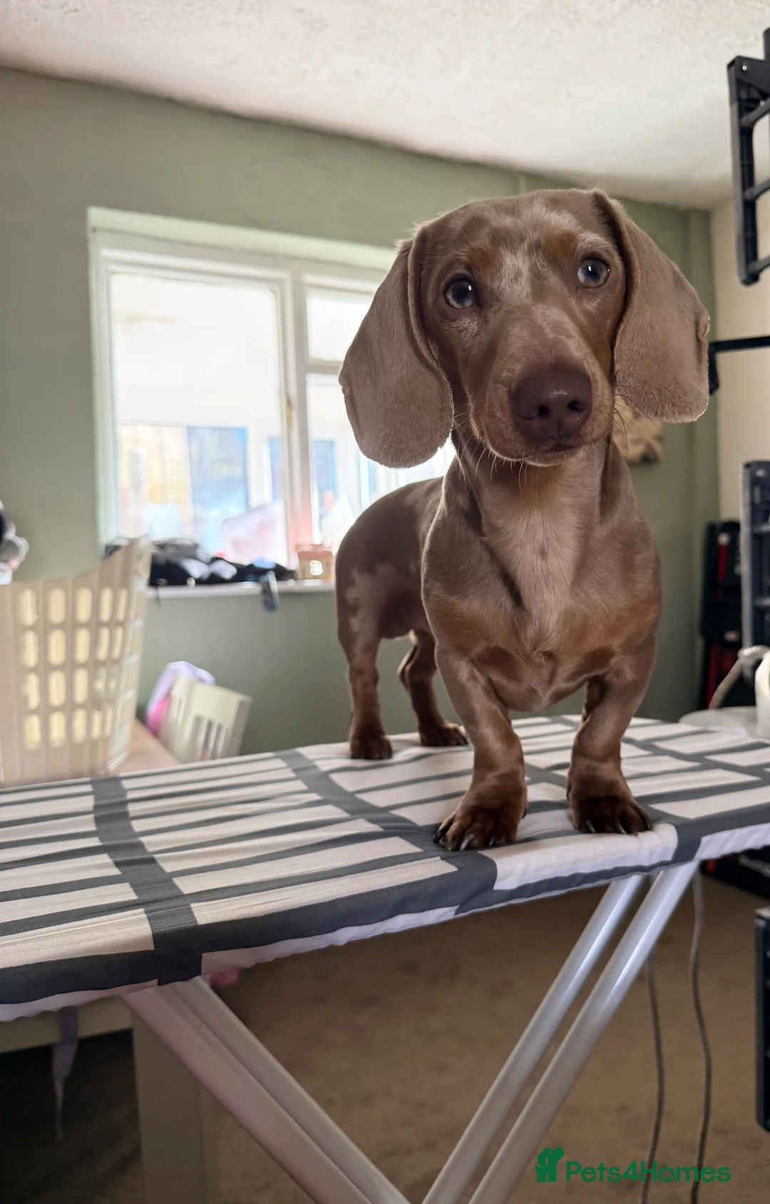 Dachshund dogs for sale: 1 year old dachshund (male) - Advert 1