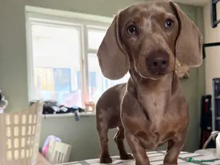 Dachshund dogs 1 year old dachshund (male) in Brierley Hill - Advert 1