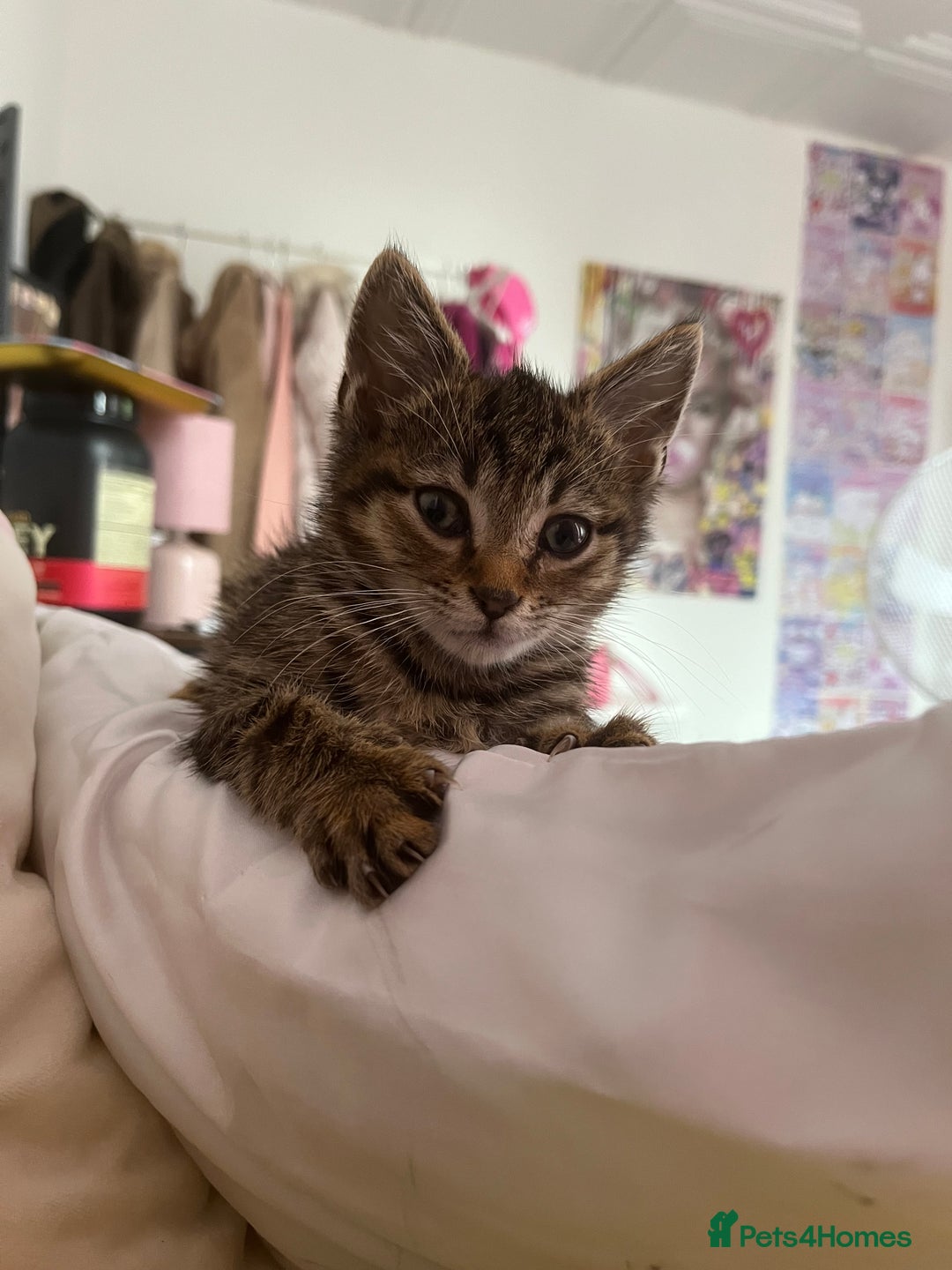 Domestic Shorthair cats for sale: Beautiful Male* Kitty Looking for a good home - Image 7
