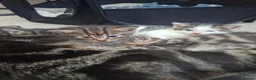 Mixed Breed cats for sale: Gorgeous tabby kittens - Advert 2