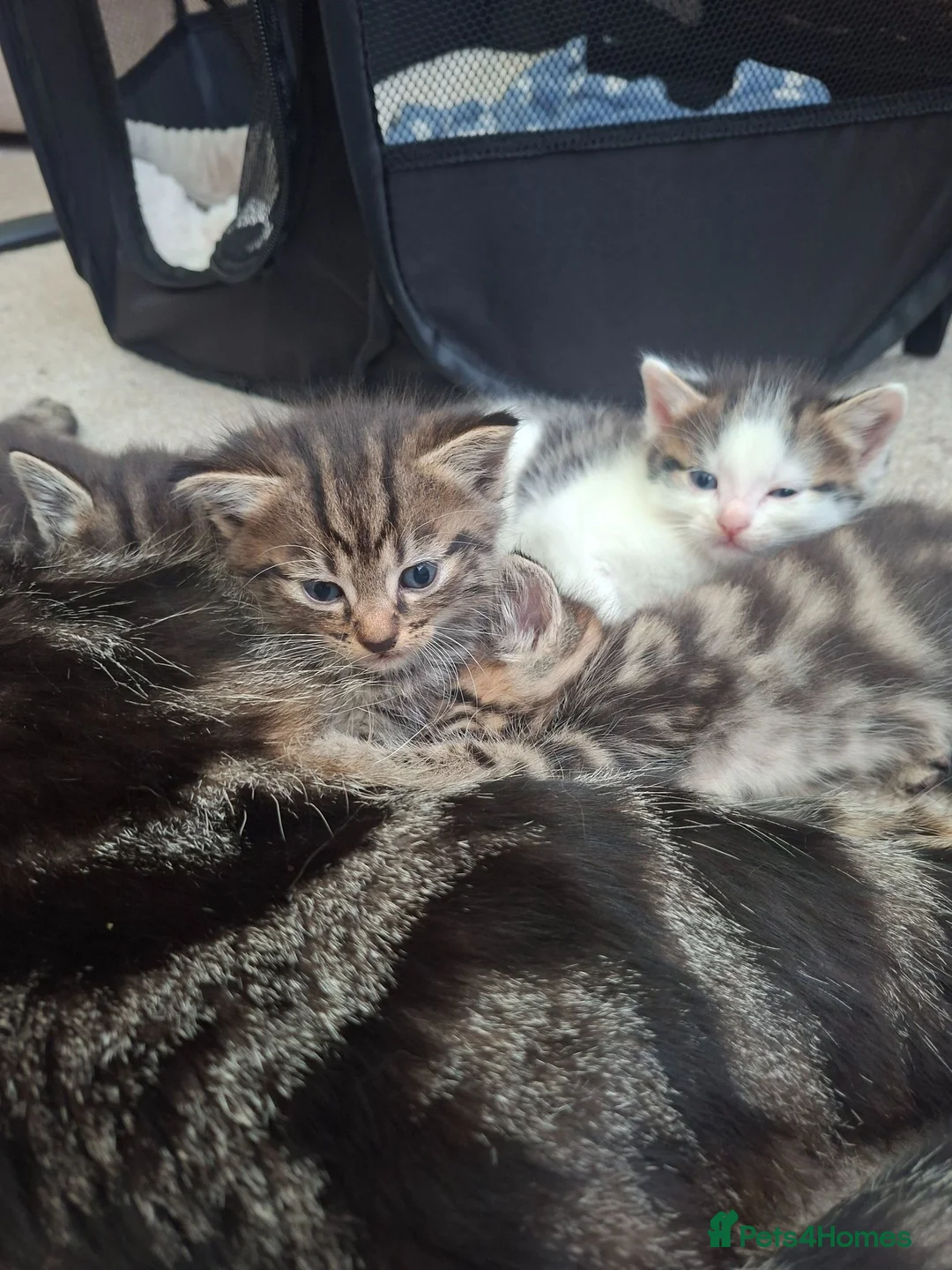 Mixed Breed cats for sale: Gorgeous tabby kittens - Advert 2