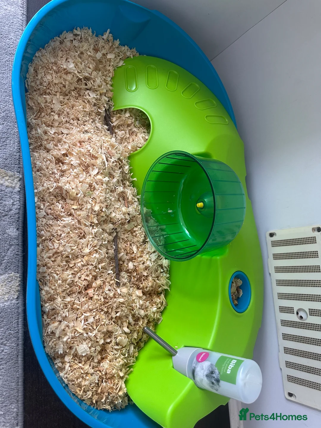 Hamster rodents for sale: Russian hamster  in London - Advert 1