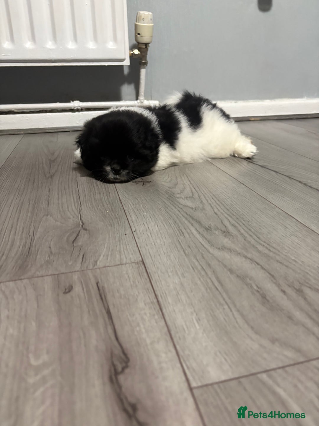 Mixed Breed dogs for sale: 2 Shihtzu cross Pomerania puppies  - Advert 20