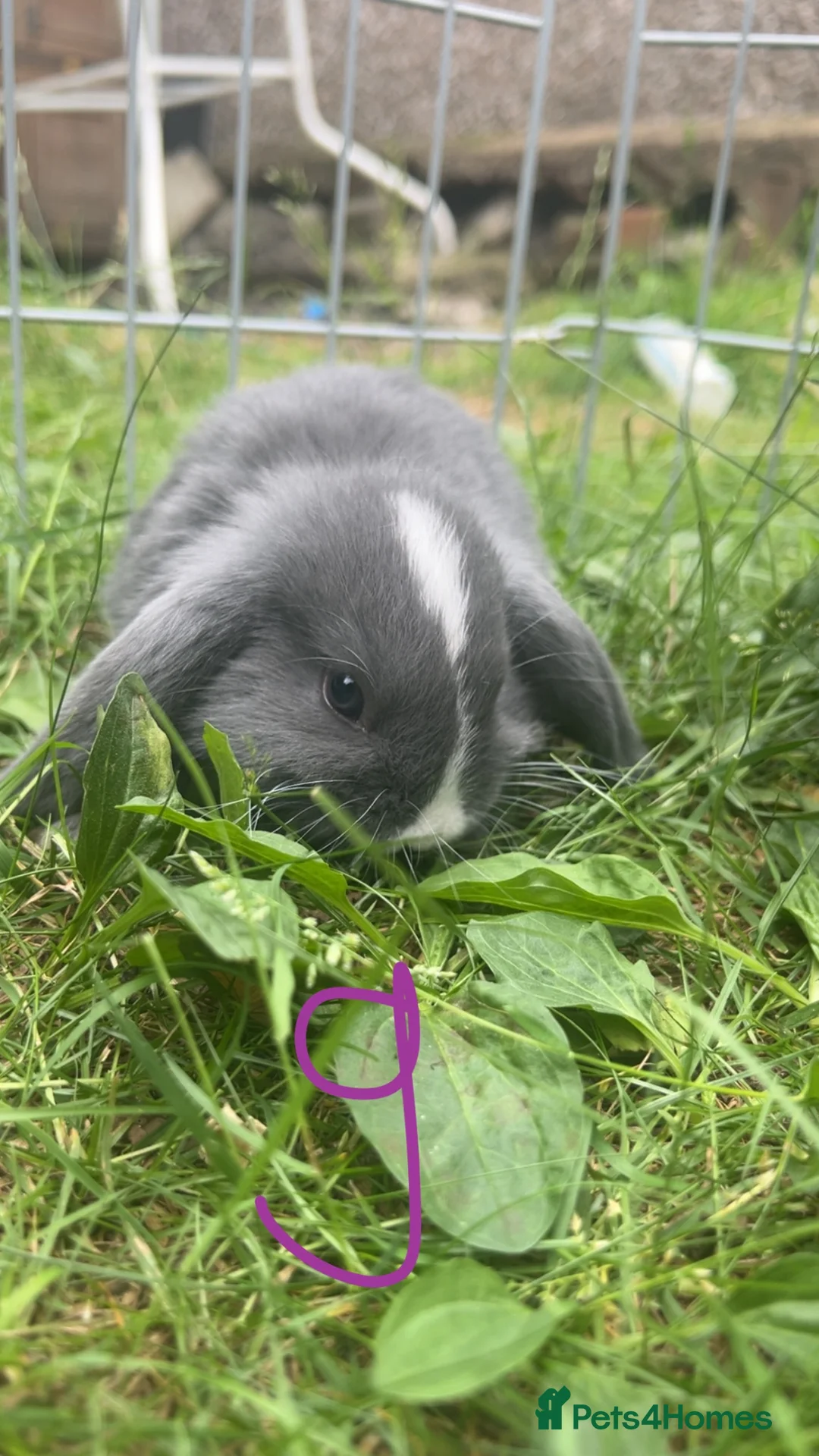 Mini Lop rabbits for sale: Lop bunnies looking for there forever homes🏡 - Advert 1