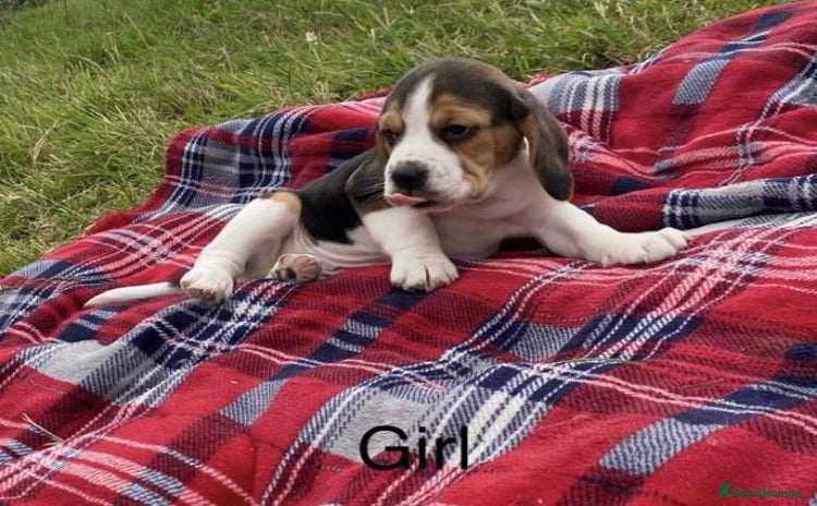 Beagle dogs - Advert 5