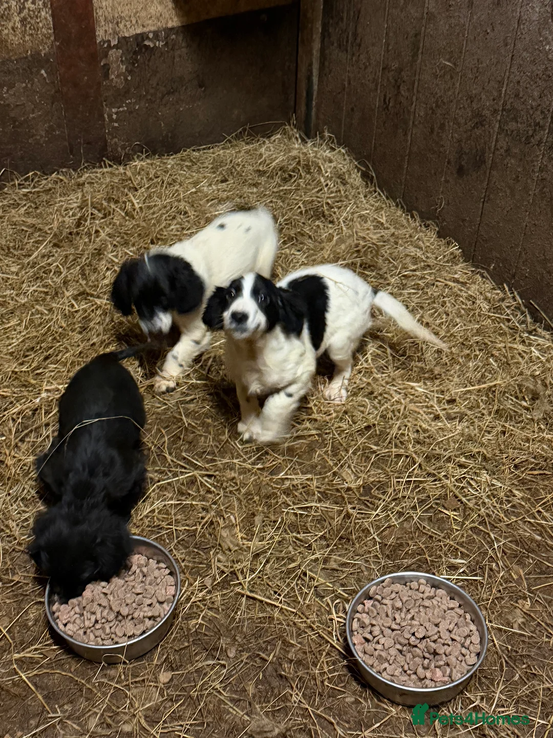 Sprocker dogs for sale: Spraker puppies for sale - Advert 12