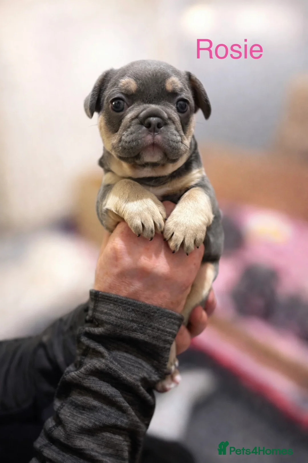 French Bulldog dogs for sale: French bulldog puppies - Advert 6