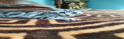 Maine Coon cats for sale: Beautiful Maincoon cross kittens  - Advert 5