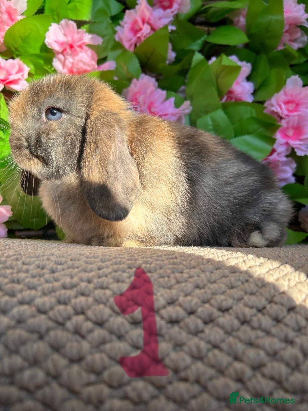 Mini Lop rabbits for sale: Mini lops  7 weeks old - Image 1