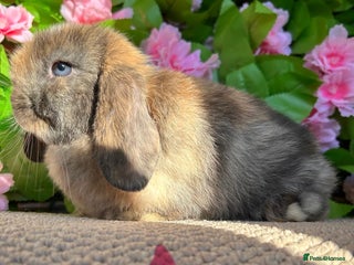Mini Lop rabbits - Advert 24