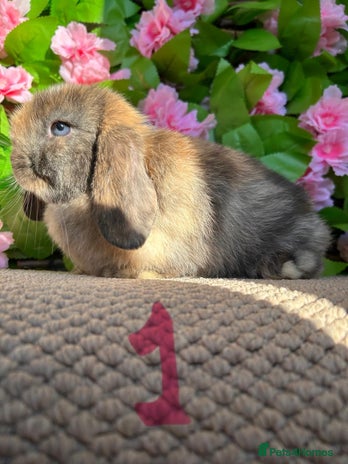 Mini Lop rabbits - Advert 2