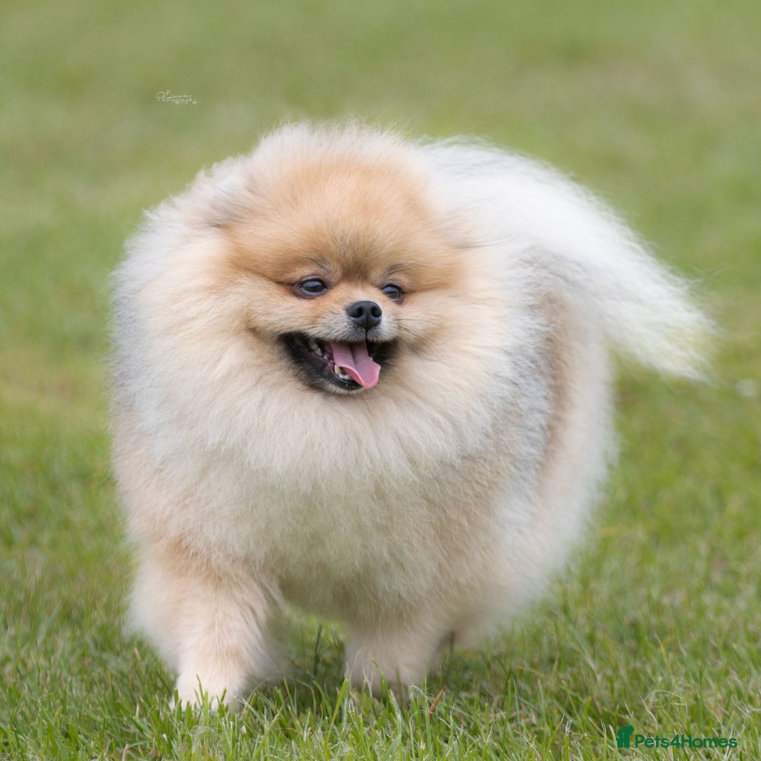 Pomeranian dogs for stud: Stud Dog-NOT FOR SALE in Luton - Image 5