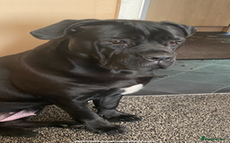 Cane Corso dogs for sale: Cane Corso puppies - Image 9