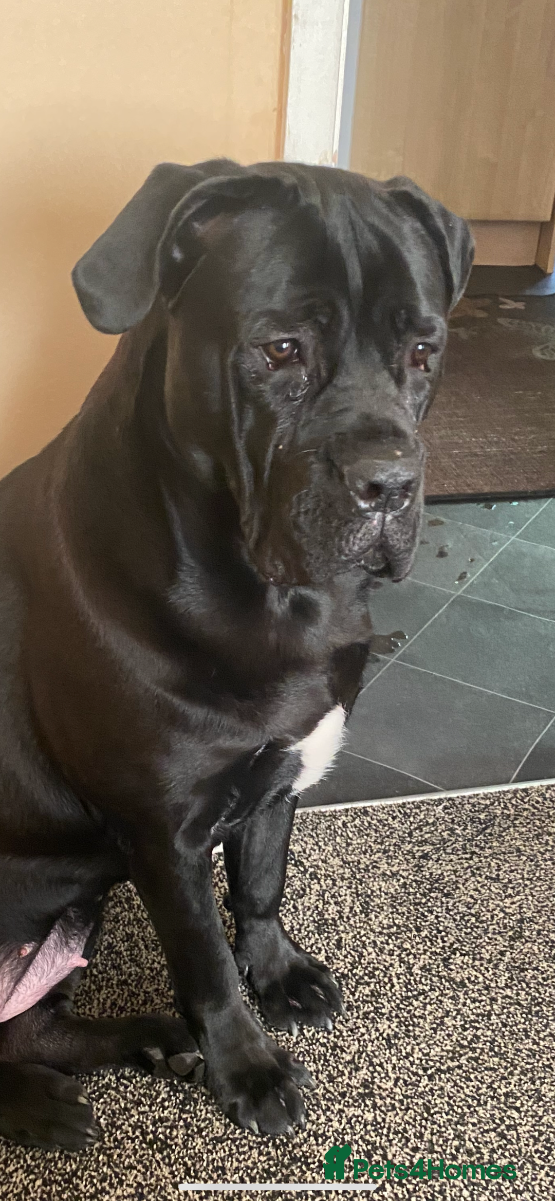 Cane Corso dogs for sale: Cane Corso puppies - Image 9