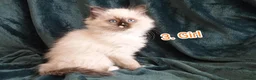 Ragdoll cats for sale: Ragdoll kitten. 2 Girls and 1 Boy  in Coventry - Advert 20