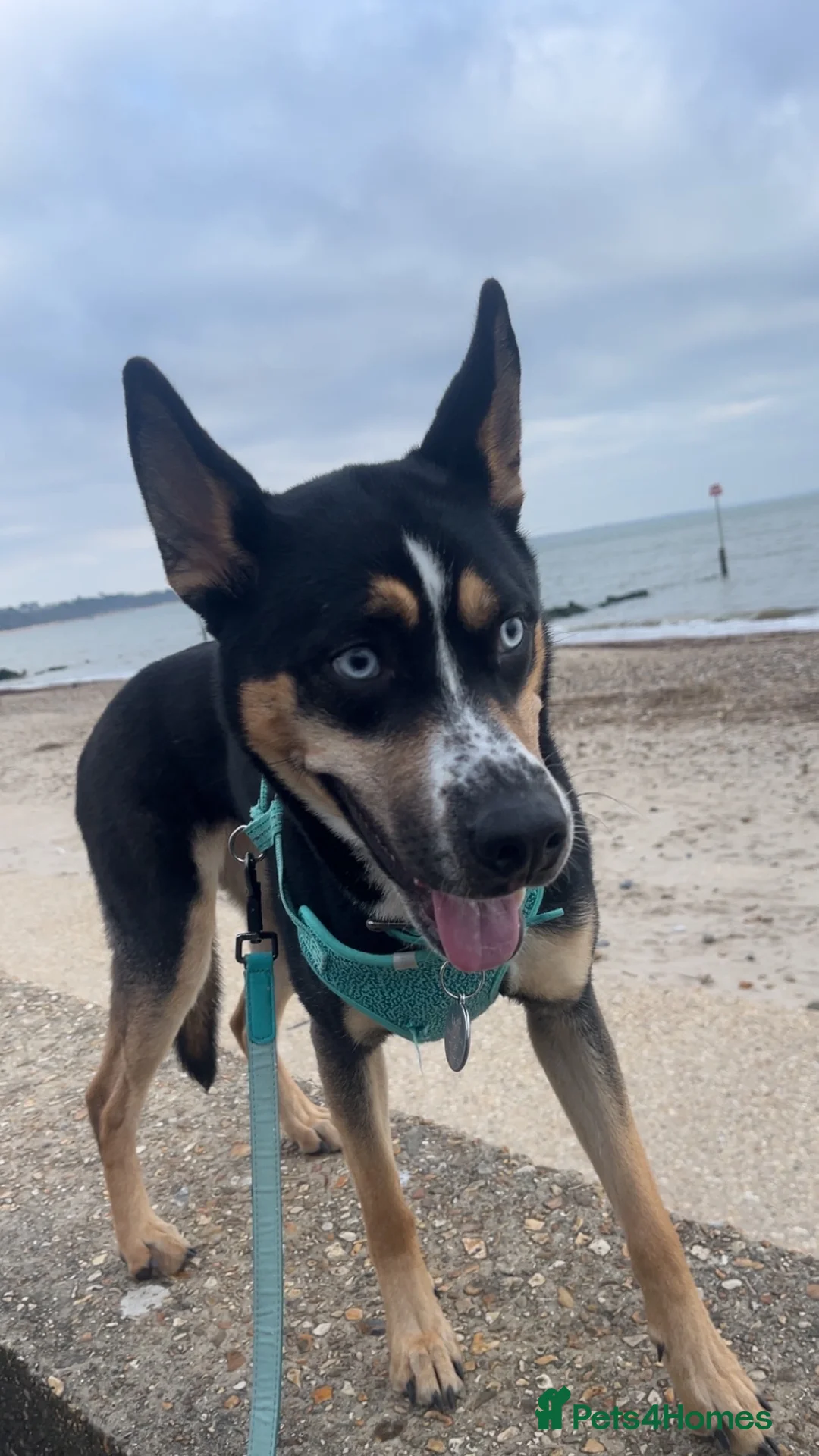 Mixed Breed dogs for sale: Alvara needs a new loving home  - Advert 2