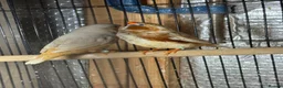 Mixed Breed birds for sale: Zebra Finches  - Advert 2
