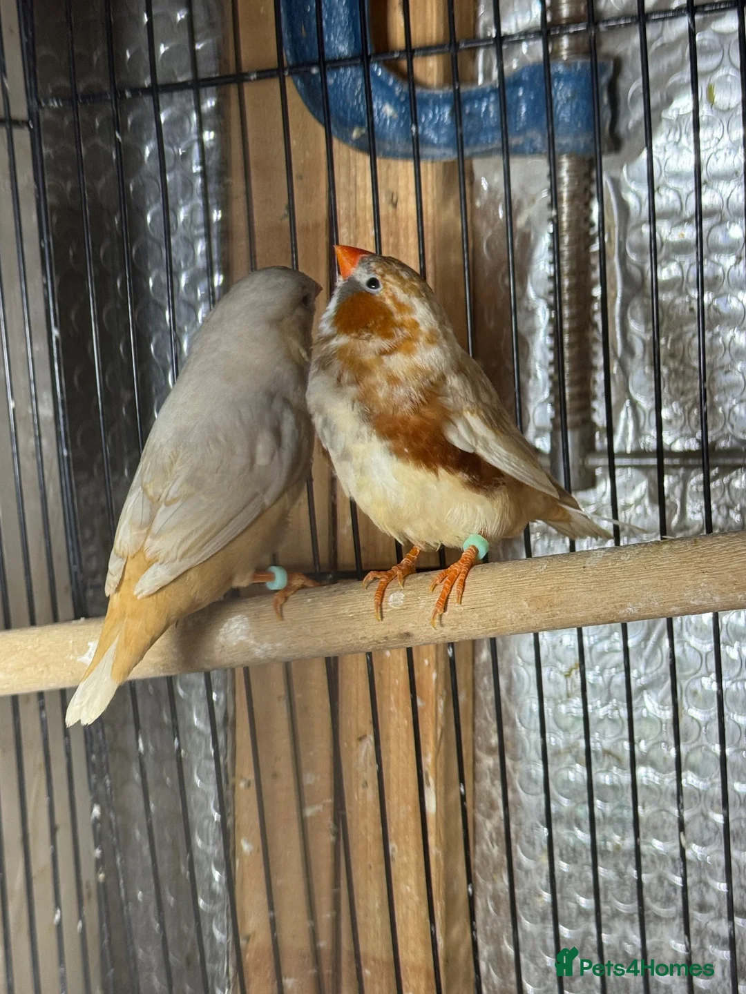 Mixed Breed birds for sale: Zebra Finches  - Advert 2