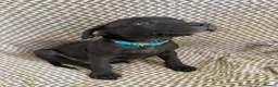 Staffordshire Bull Terrier dogs for sale: SOLD.  - Advert 5