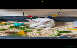 Rex rabbits for sale: Beautiful Rabbit in need of a home  - Image 5