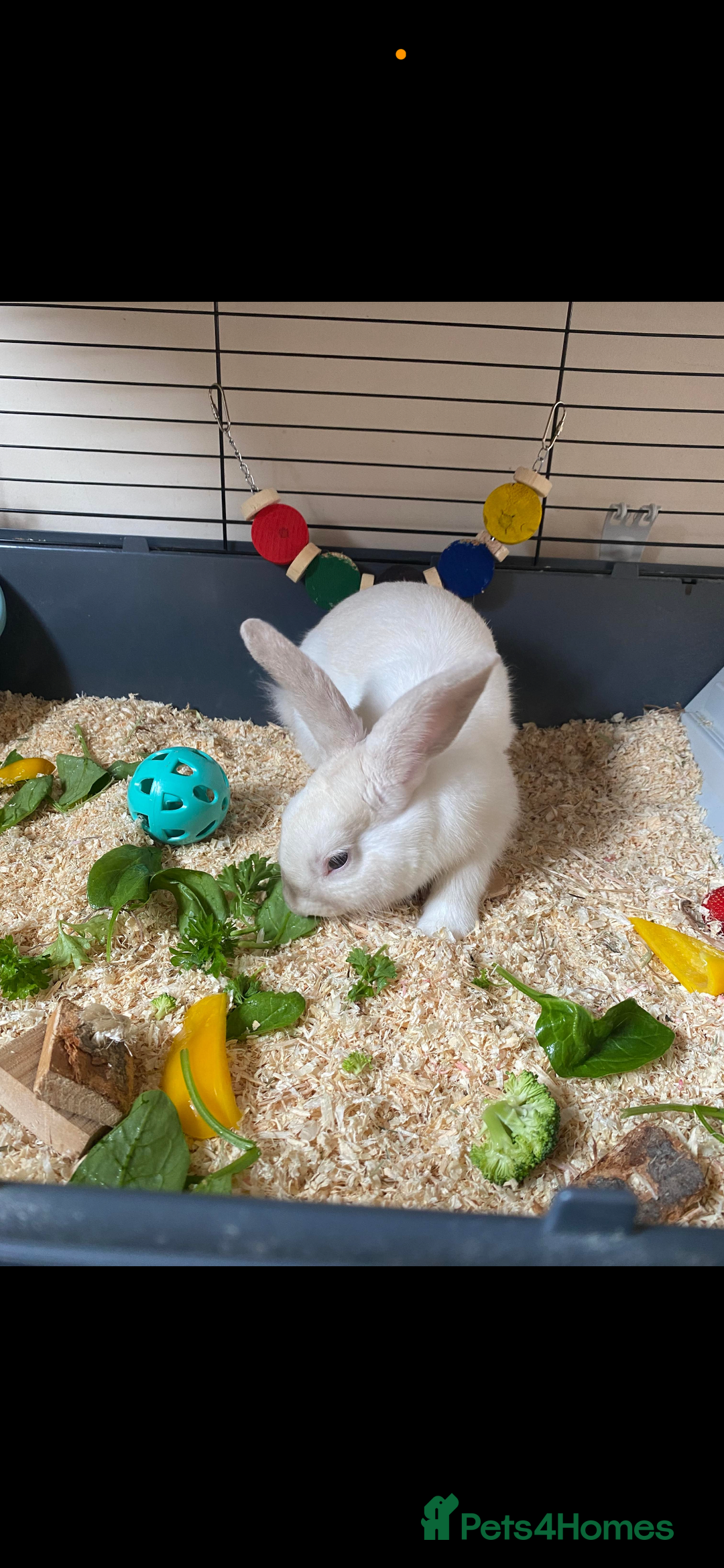 Rex rabbits for sale: Beautiful Rabbit in need of a home  - Image 5