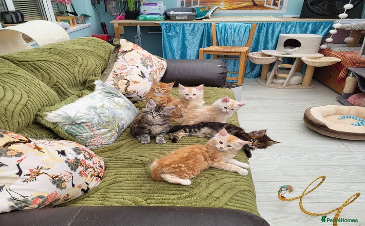 Maine Coon cats - Advert 2