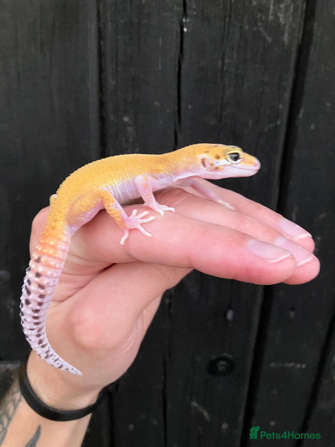 Leopard Gecko reptiles for sale: Baby Leopard Geckos in Downham Market - Image 3