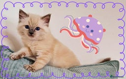 Ragdoll cats for sale: Top-Quality Pedigree Ragdoll Kittens - 3 AVAILABLE - Image 35