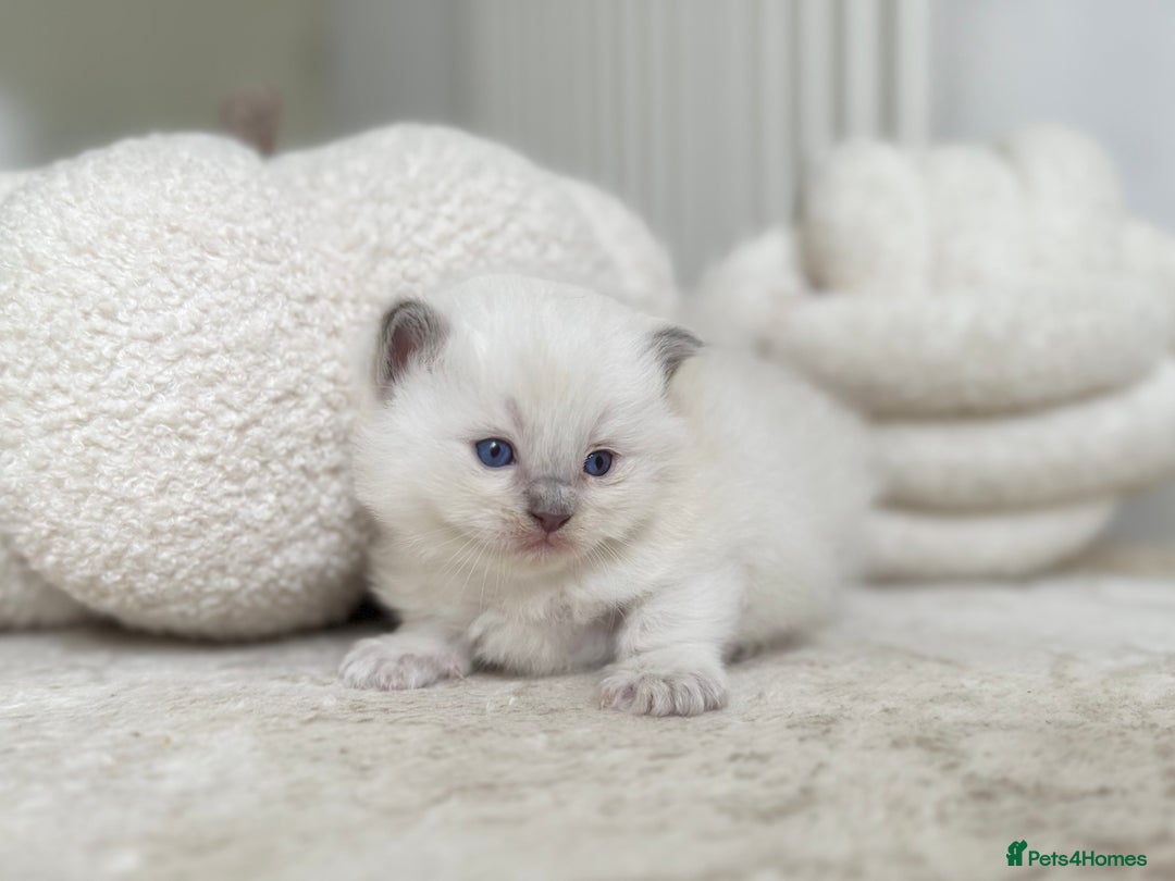 Ragdoll cats for sale: BLUE POINT RAGDOLL KITTENS - Image 2