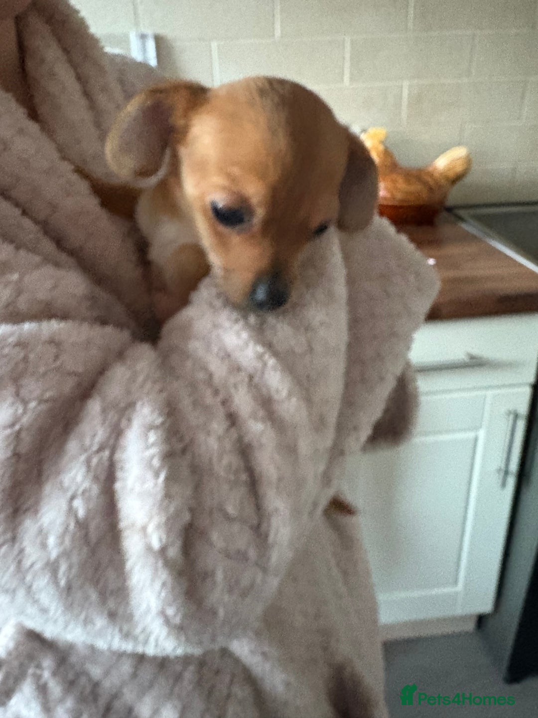 Mixed Breed dogs for sale: 1 beautiful female puppy  - Advert 4