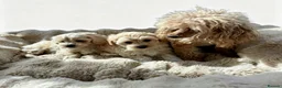 Maltipoo dogs for sale: Maltipoo puppys  - Advert 24