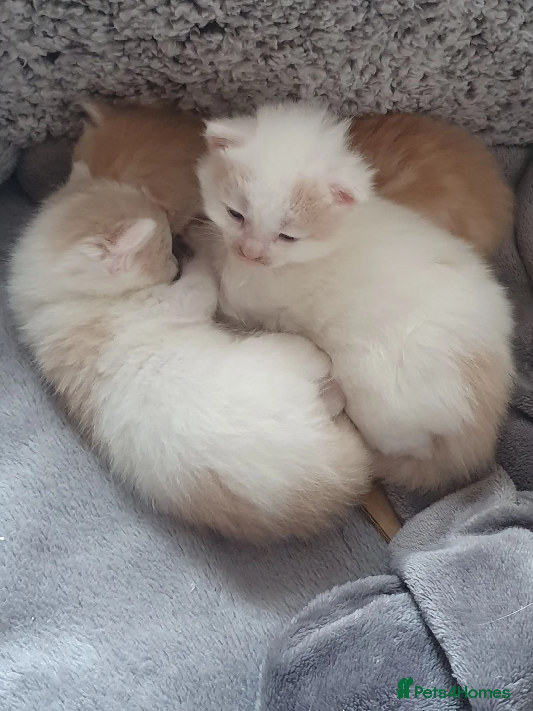 Mixed Breed cats for sale: 3 Gorgeous Little Fluffy Boys - Advert 34