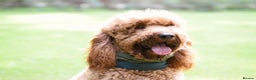 Irish Doodle dogs for stud: Irish Doodle Stud, Proven, DNA & Hip Tested in Tamworth - Advert 6
