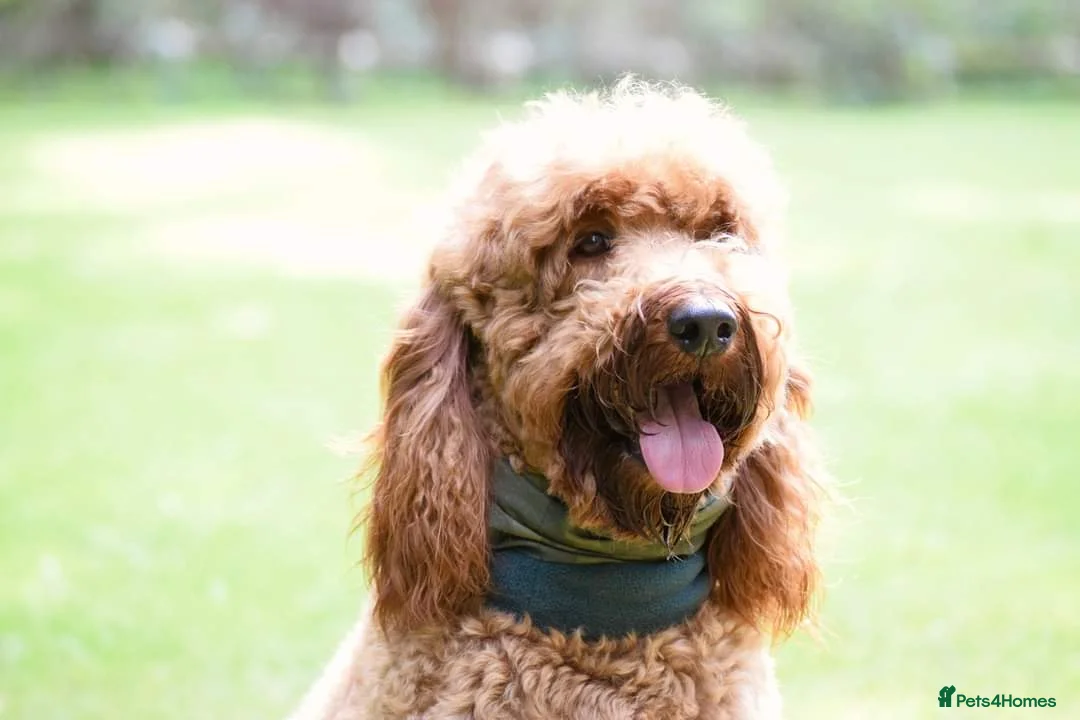 Irish Doodle dogs for stud: Irish Doodle Stud, Proven, DNA & Hip Tested in Tamworth - Advert 6