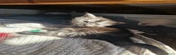 Maine Coon cats for sale: 2 Maine Coone Kittens for sale - Advert 10